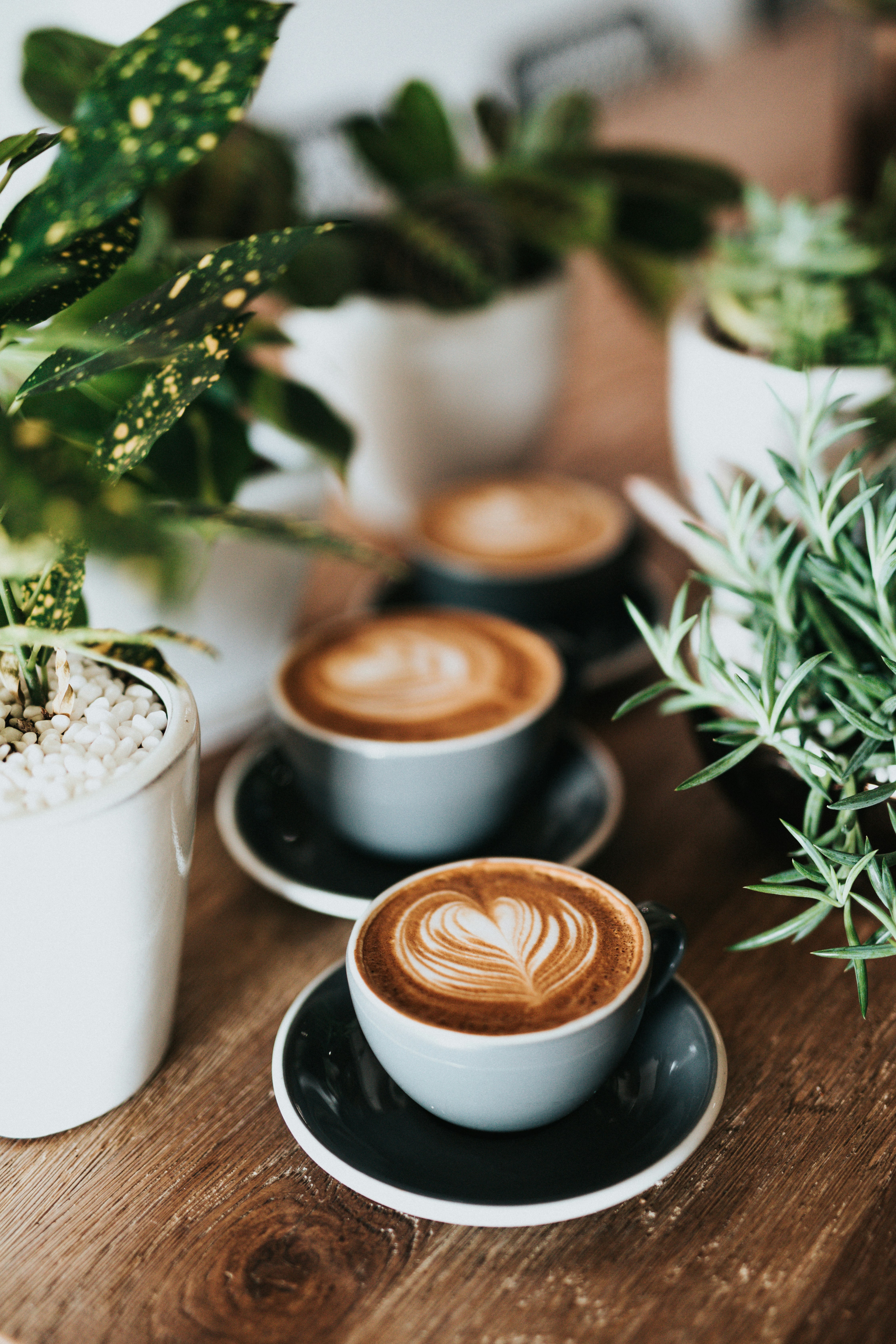 Two cups of coffee on a table with plants